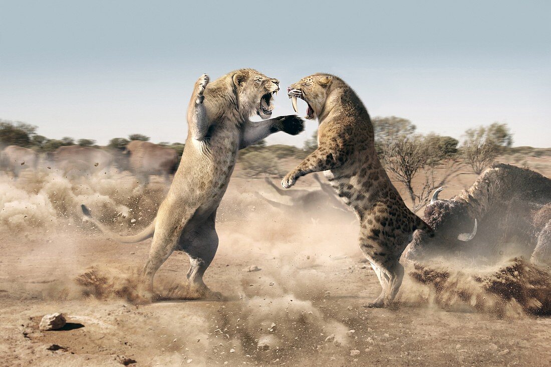 Cave lion and sabre-tooth cat fighting, illustration