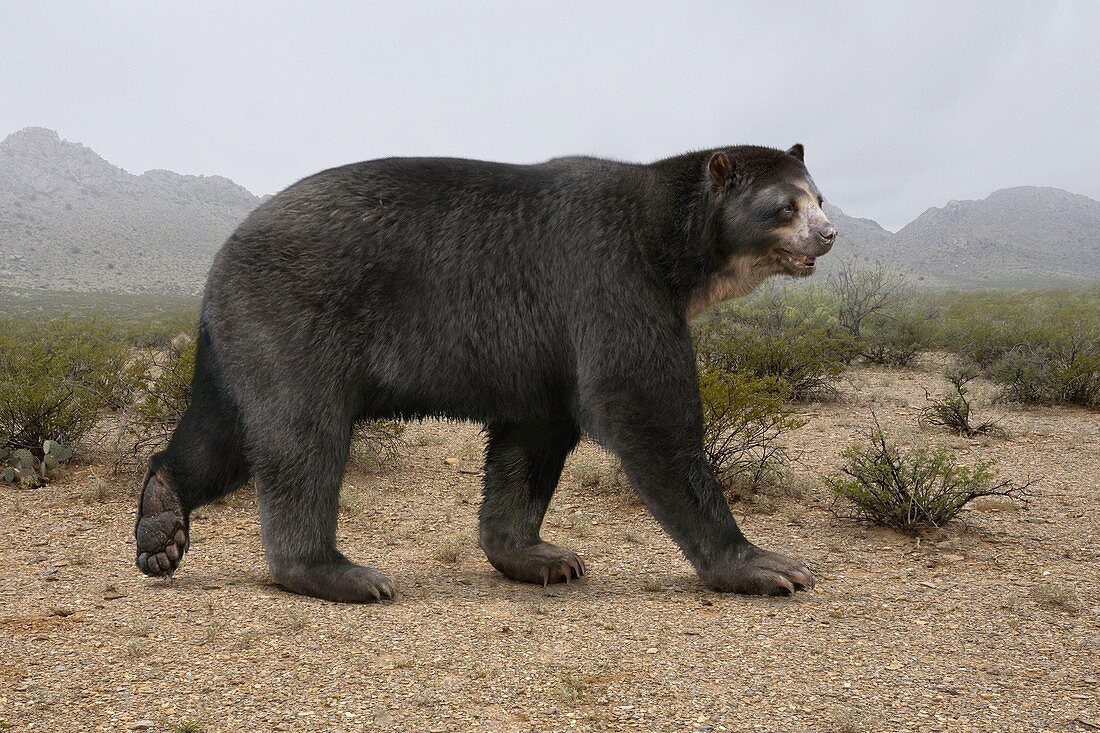 Arctotherium extinct short-faced bear, illustration