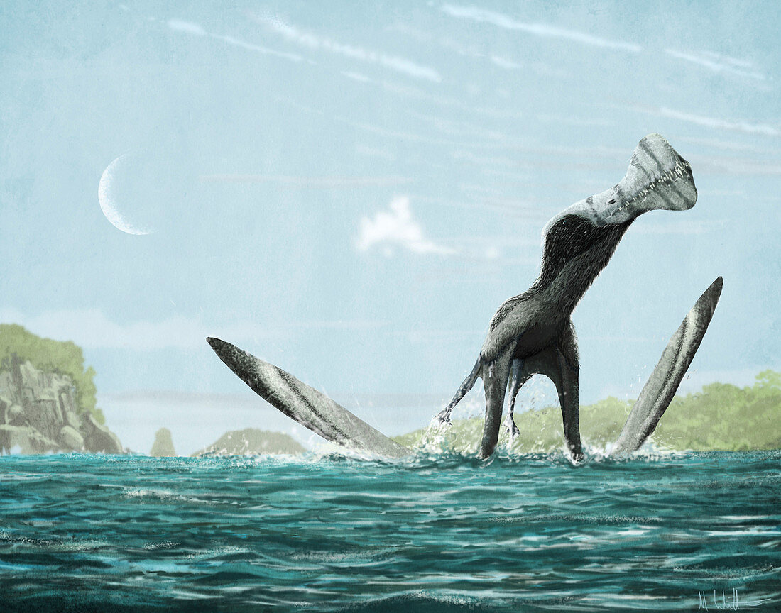Ornithocheirus pterosaur taking off, illustration
