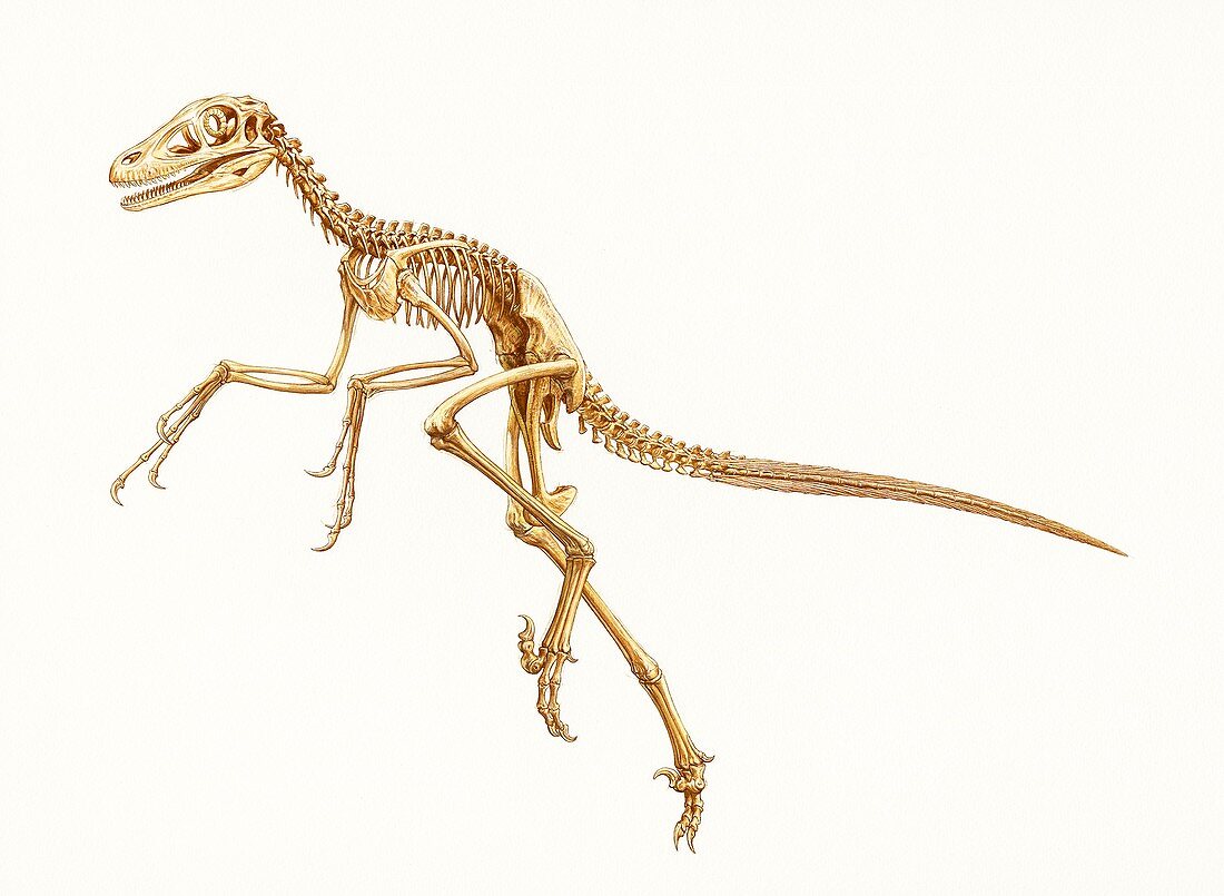 Sinornithosaurus dinosaur skeleton, illustration