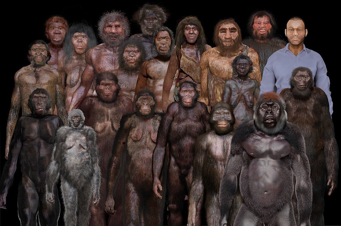 Australopithecine species, illustration