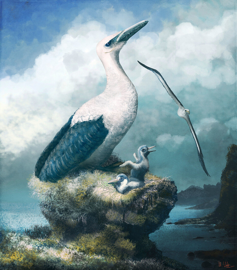 Pelagornis prehistoric bird, illustration