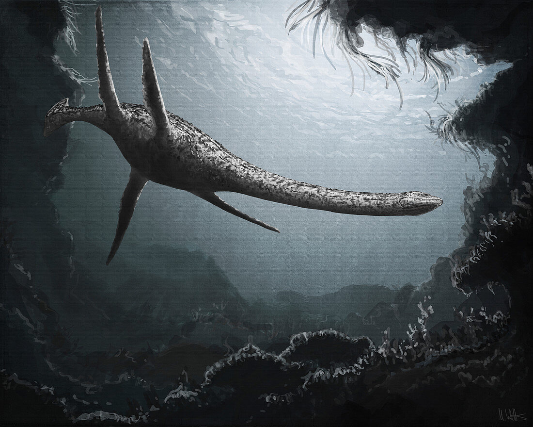 Plesiosaurus marine reptile, illustration