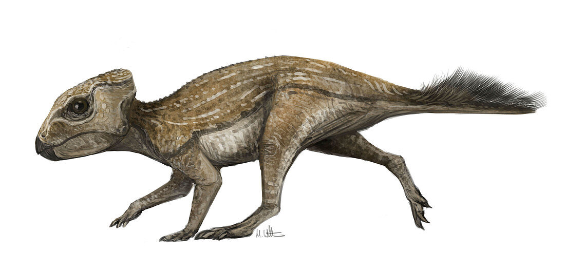 Protoceratops juvenile dinosaur, illustration