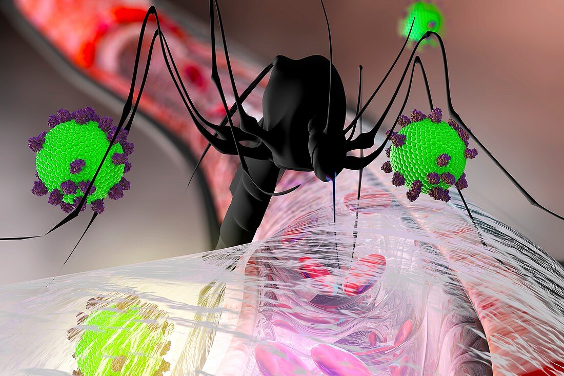 Mosquito disease transmission, conceptual illustration