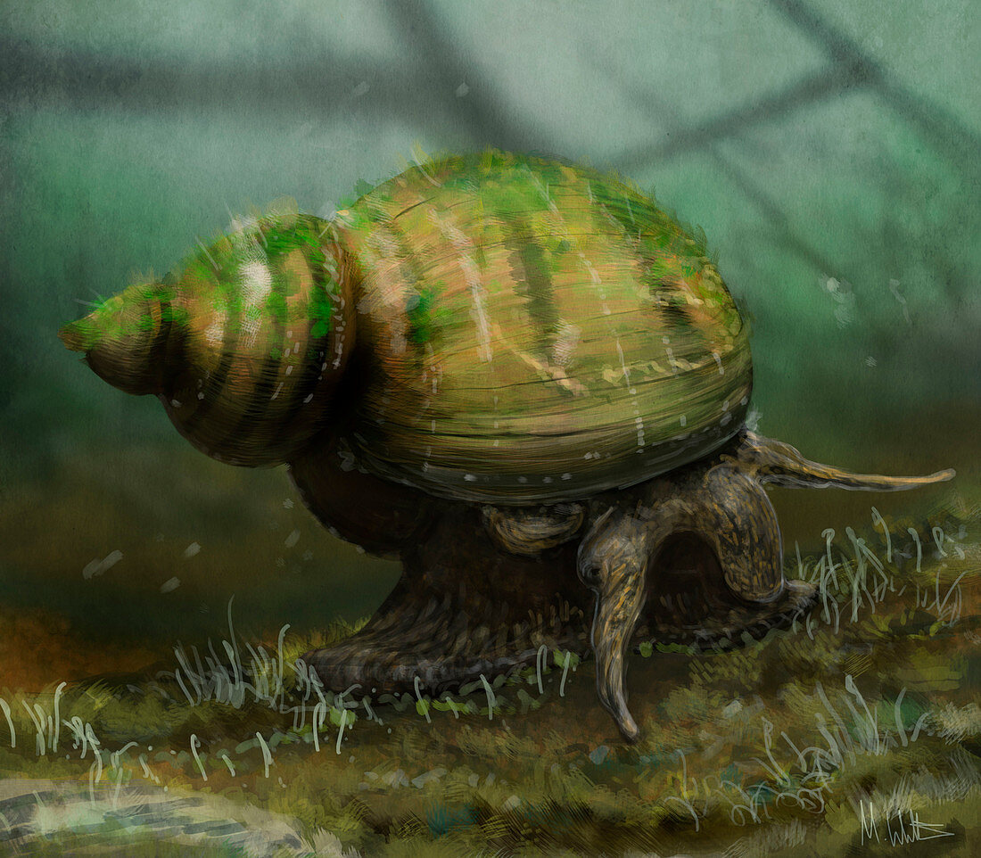 Viviparis freshwater snail, illustration