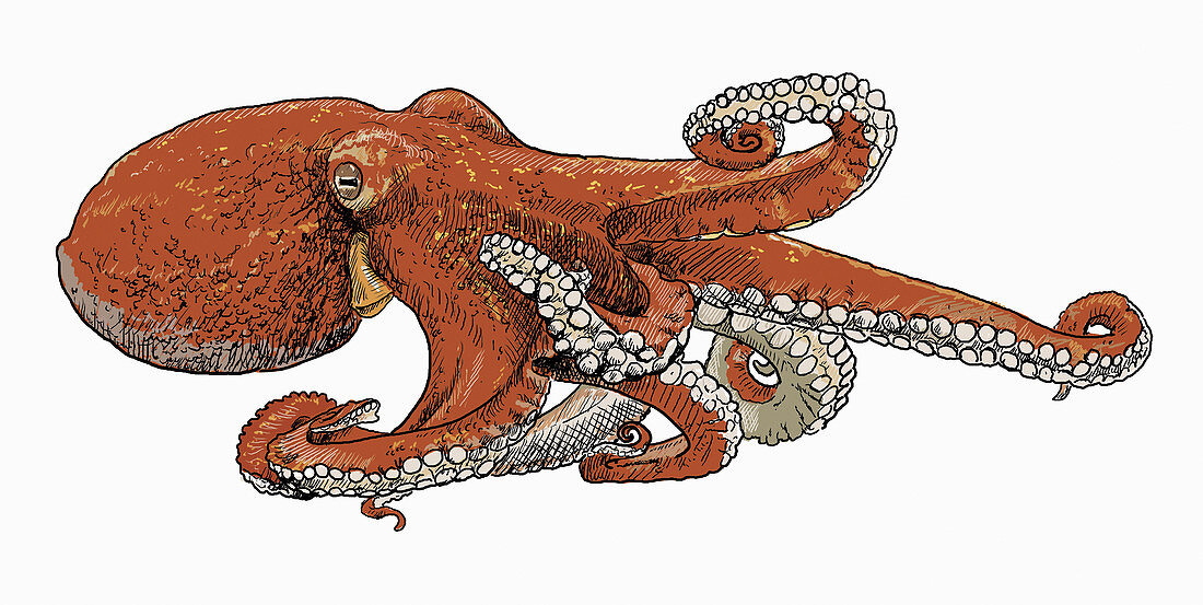 Octopus, illustration