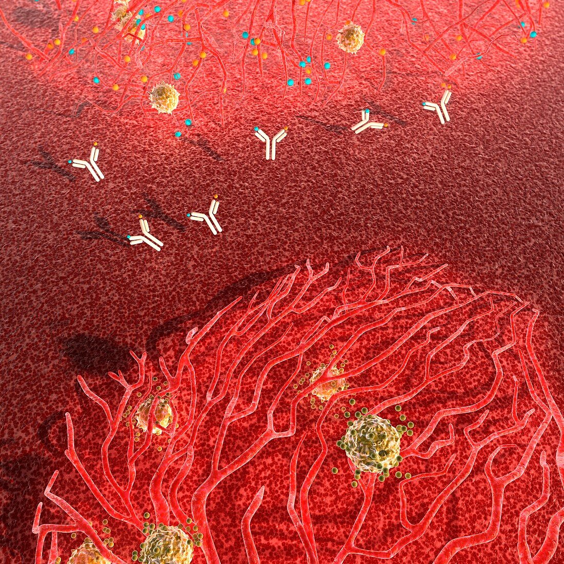 Antiangiogenic cancer treatment, illustration