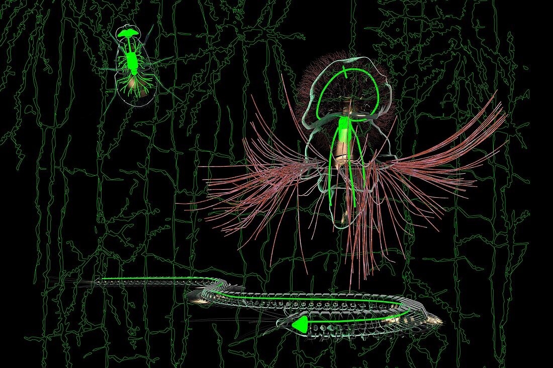 Evolution of bilaterian nerve cords, conceptual illustration