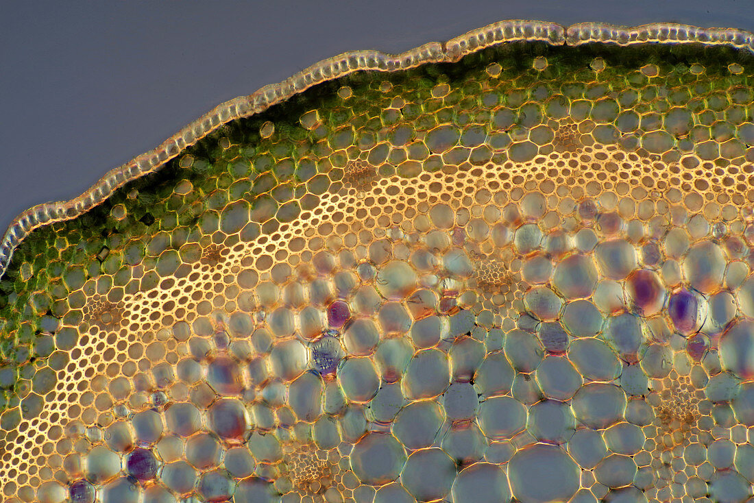 Allium giganteum stalk, light micrograph