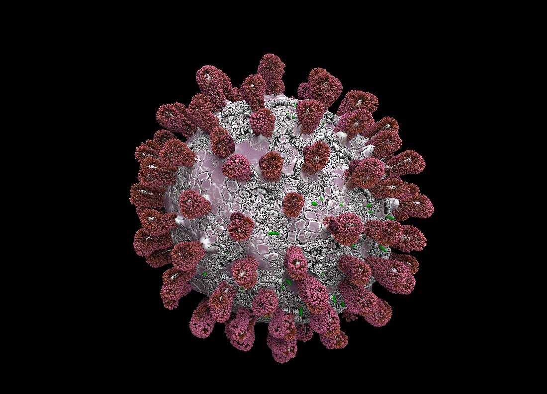 Covid-19 coronavirus particle, illustration