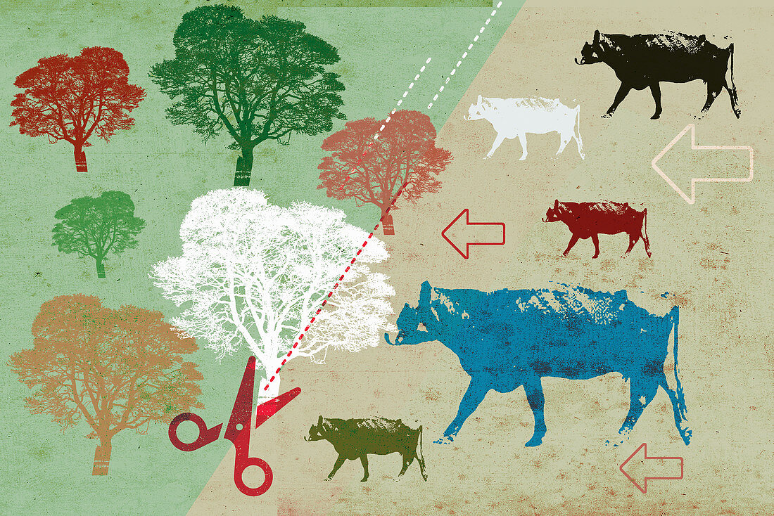 Deforestation for cattle ranching, illustration
