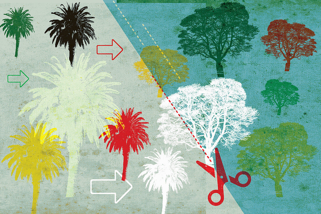 Pressure on forest from palm oil, illustration