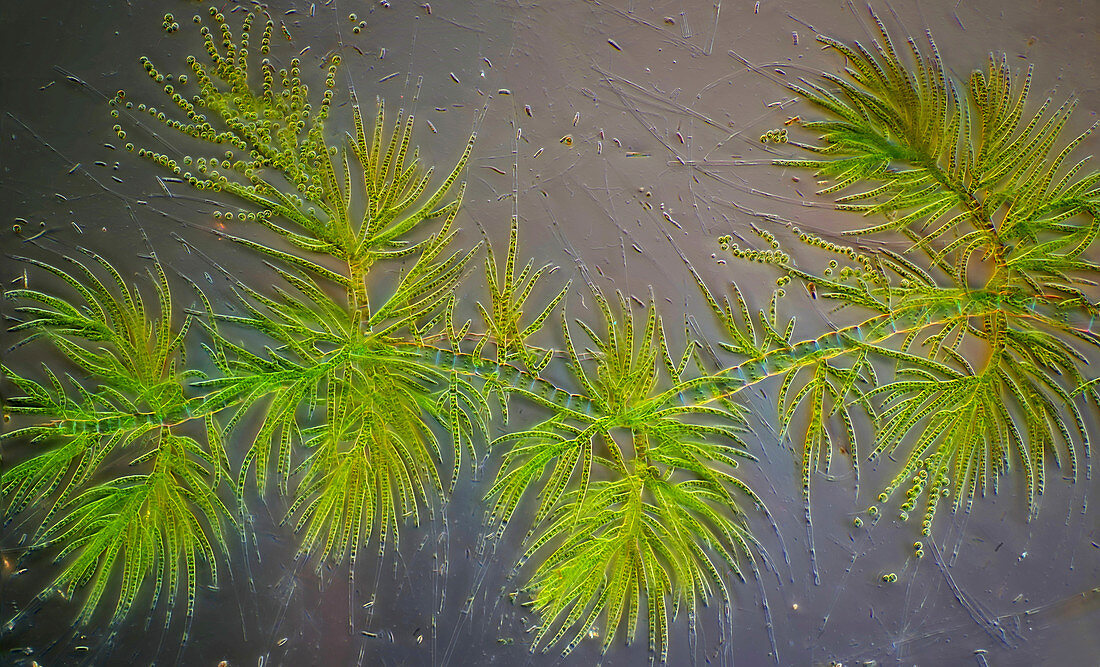 Draparnaldia green algae, polarised light micrograph