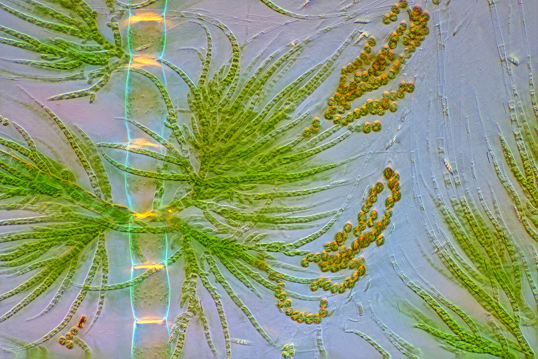 Draparnaldia green algae, polarised light micrograph