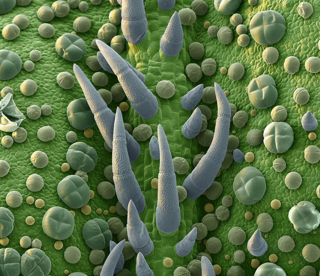 Basil leaf trichomes, SEM