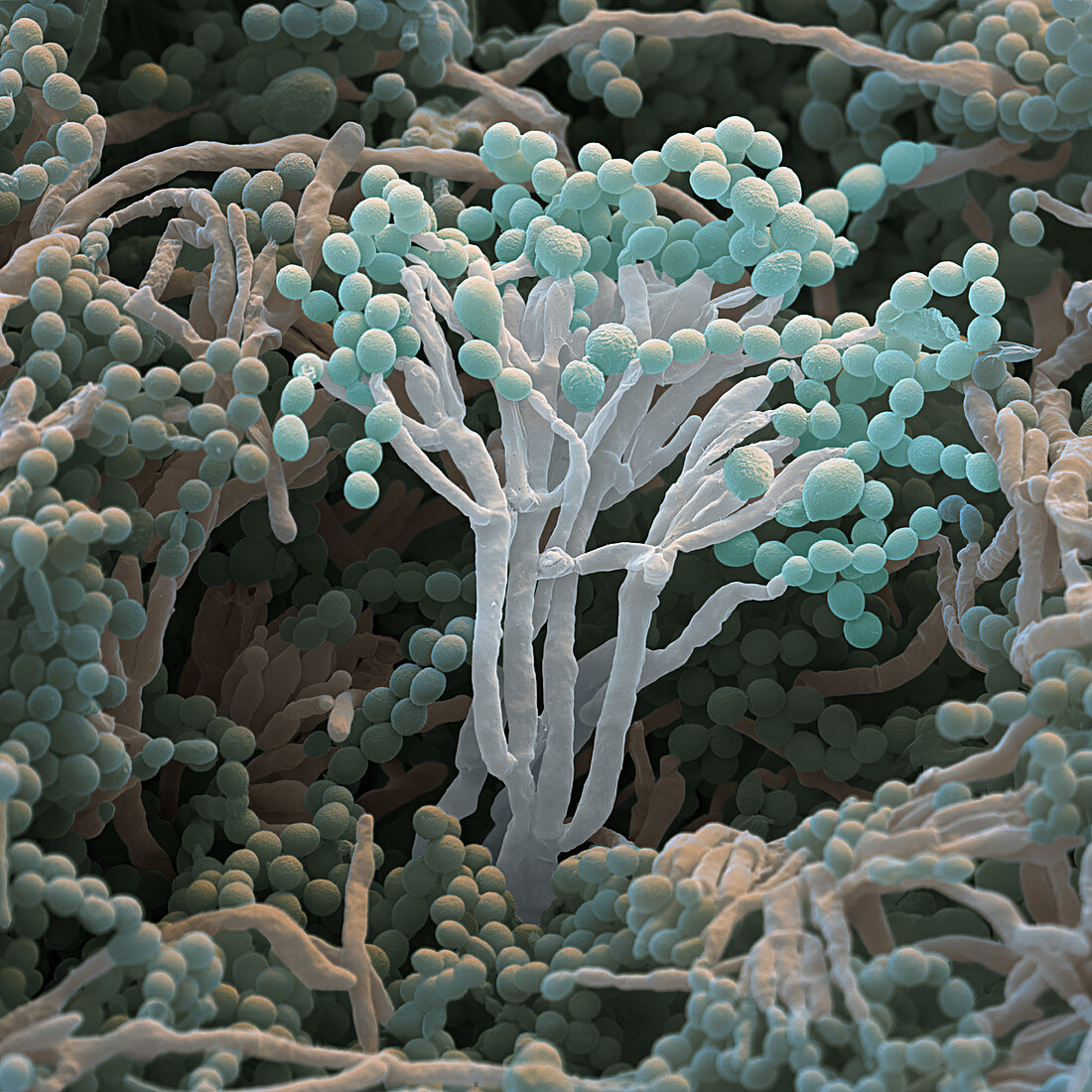 Penicillium spores, SEM