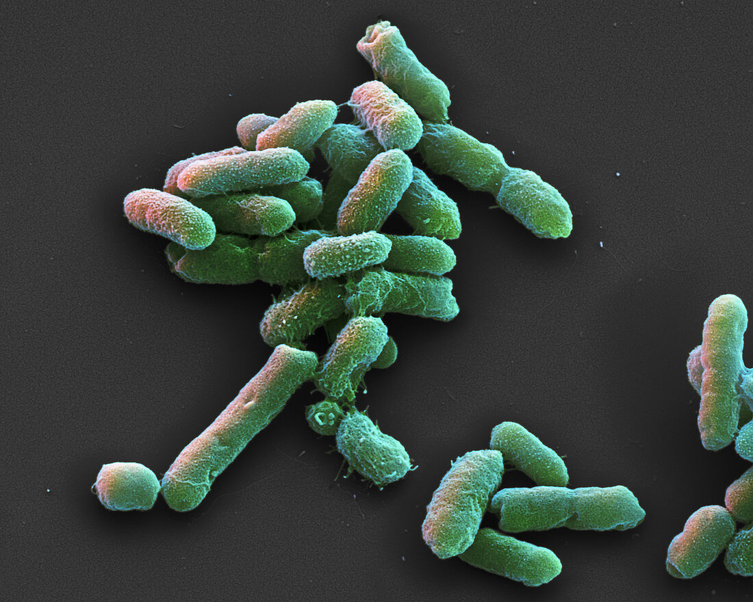 Proteus mirabilis bacteria, SEM