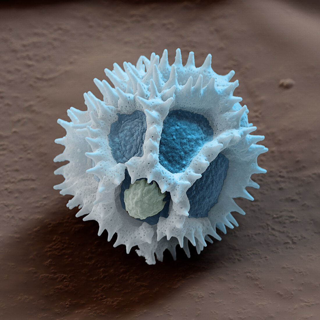 Chicory pollen grain, SEM