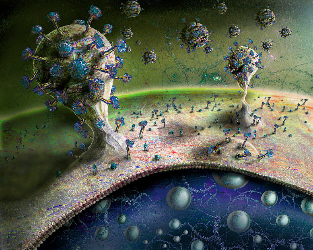 Coronavirus budding from human cell, illustration