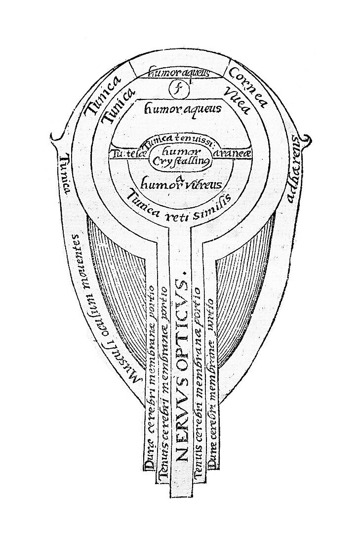Anatomy of the eye, Alhazen's Book of Optics