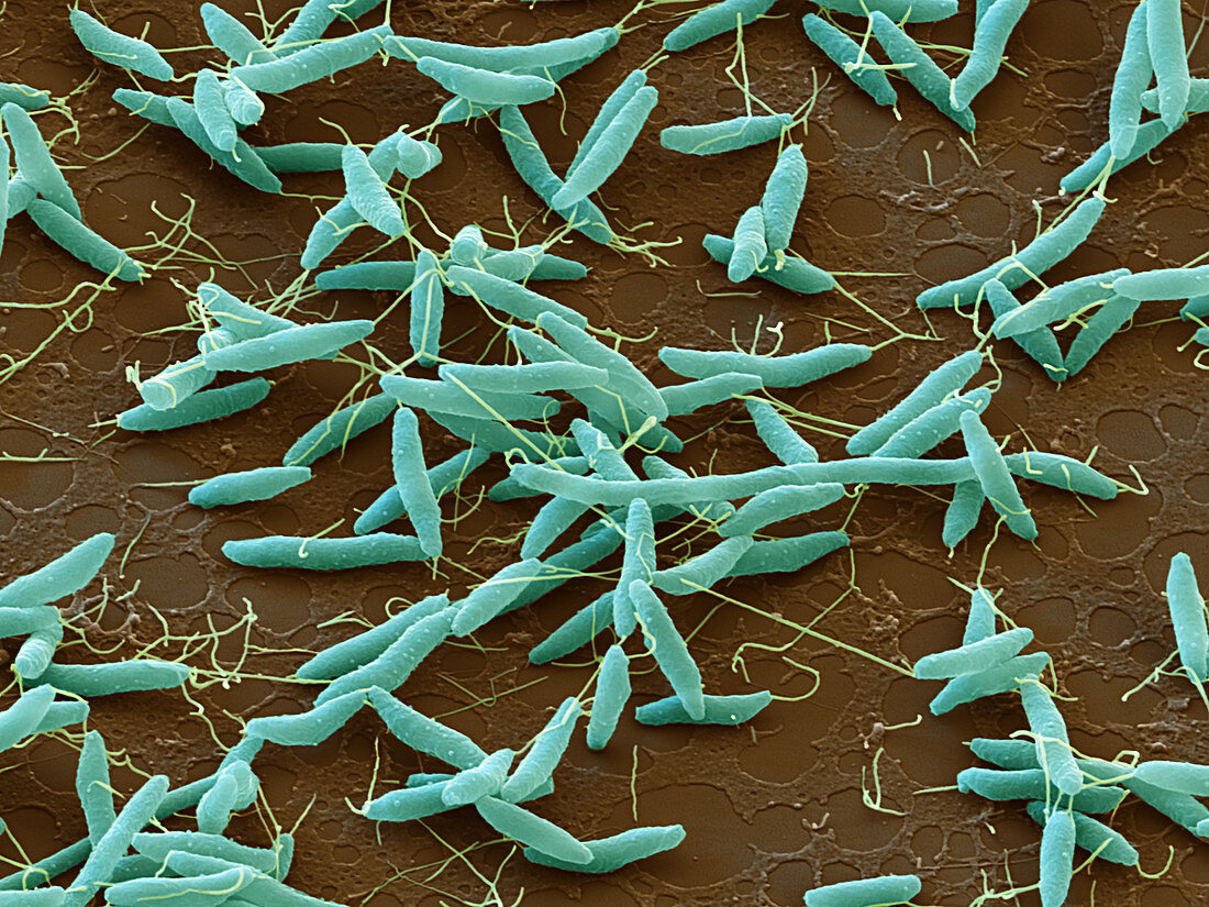 Campylobacter jejuni bacteria, SEM