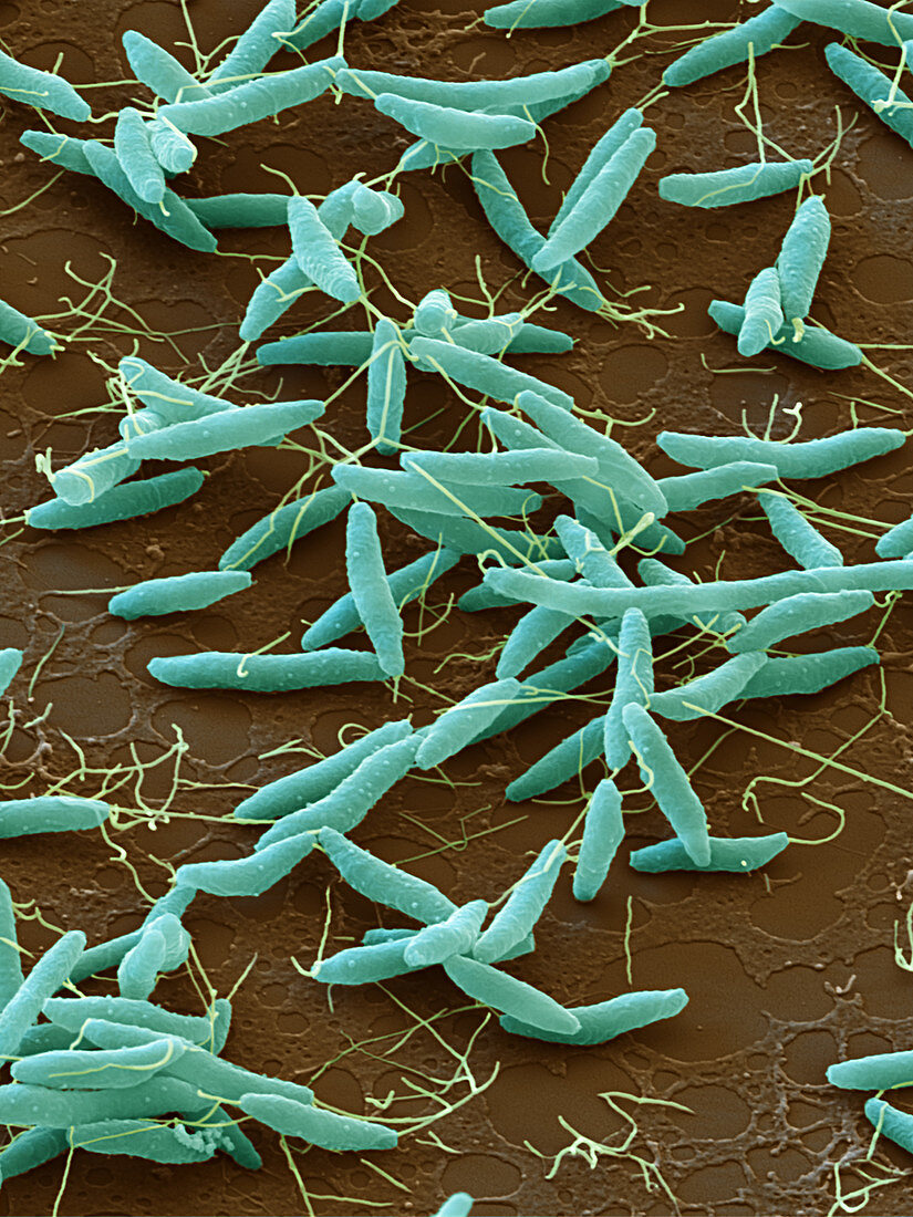 Campylobacter jejuni bacteria, SEM