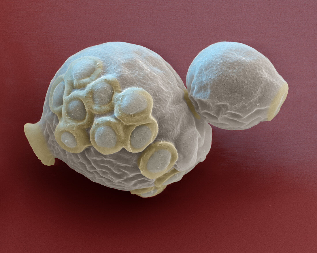 Candida albicans yeast cells, SEM