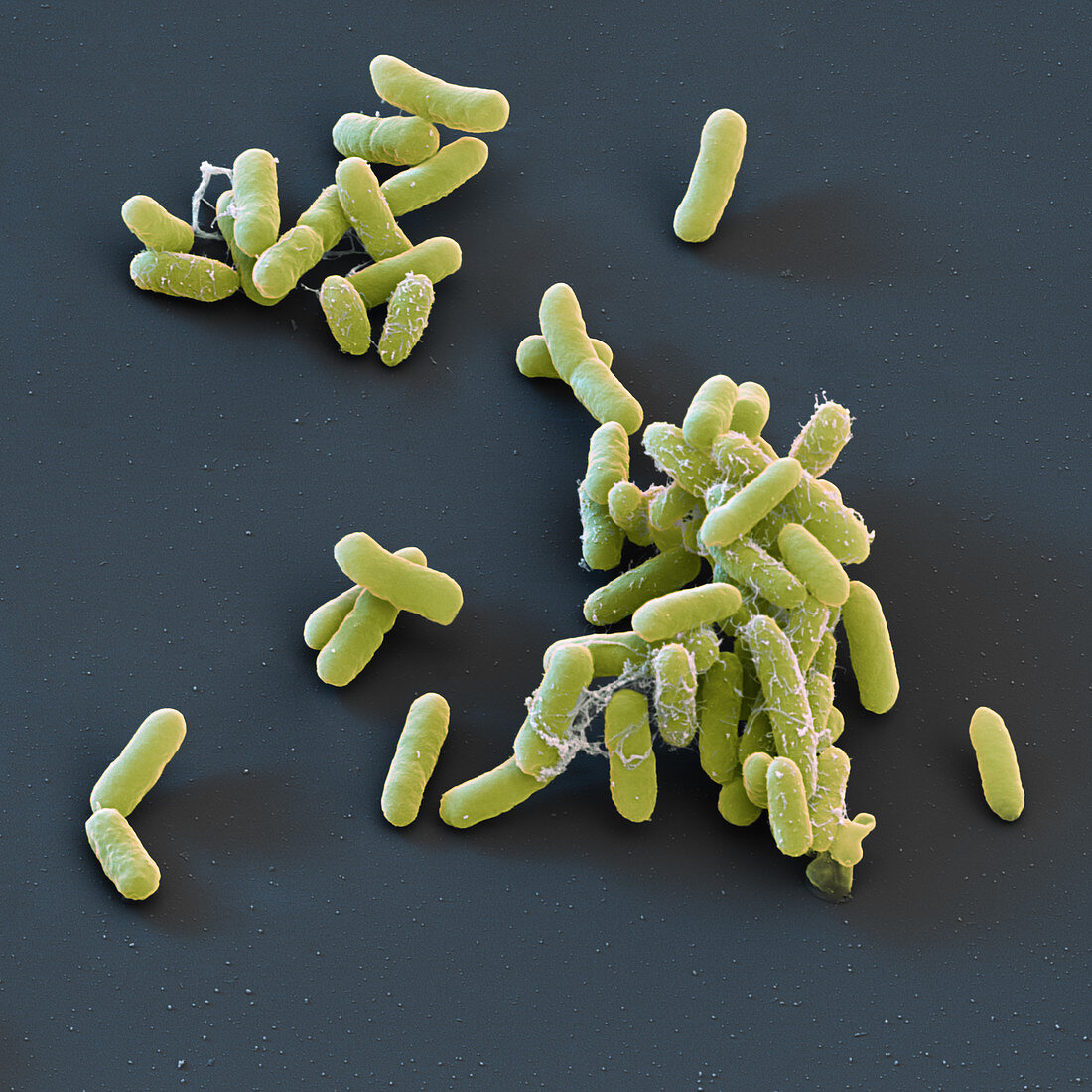 Enterobacter cloacae bacteria, SEM