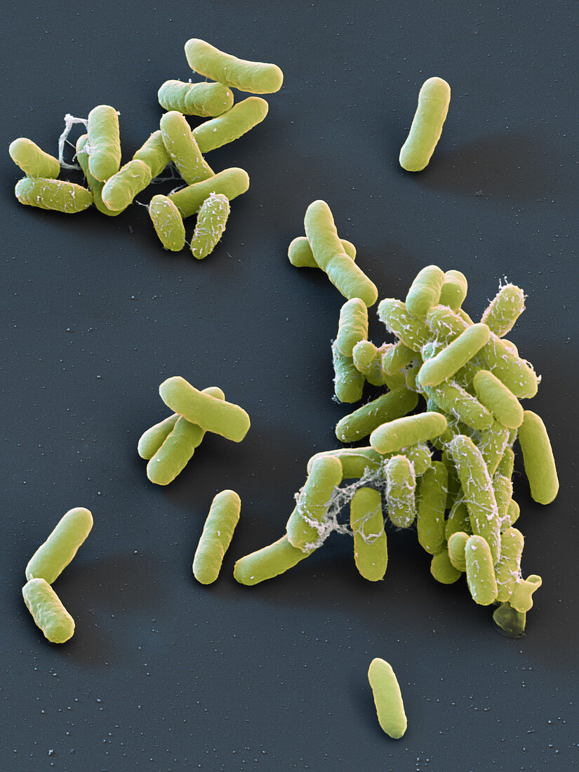 Enterobacter cloacae bacteria, SEM