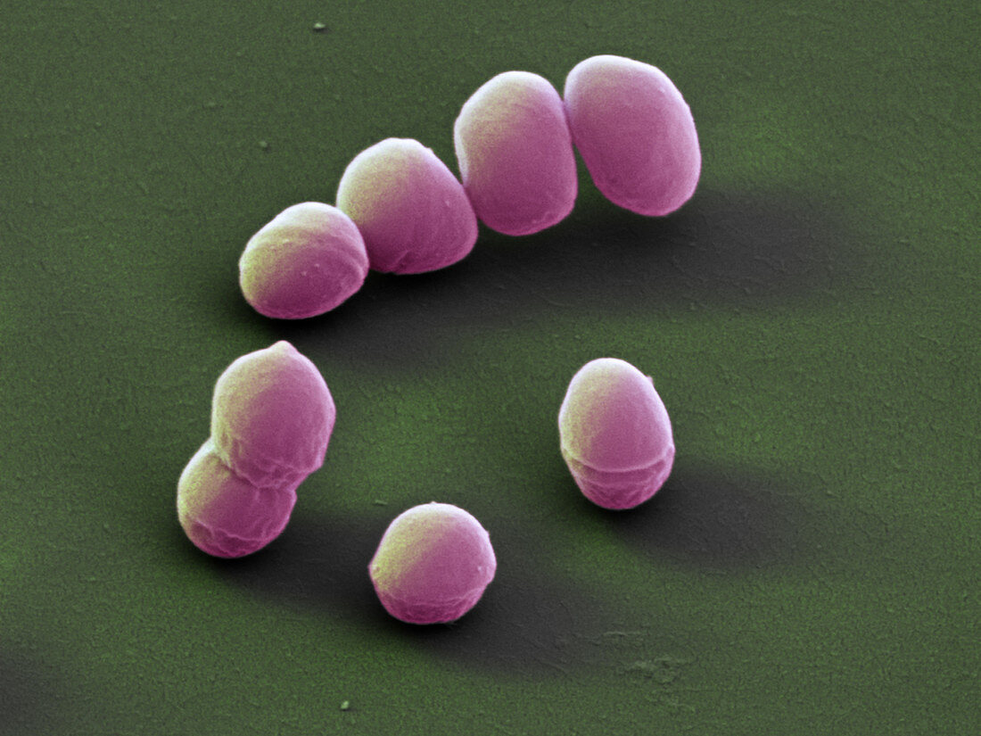 Enterococcus faecalis bacteria, SEM