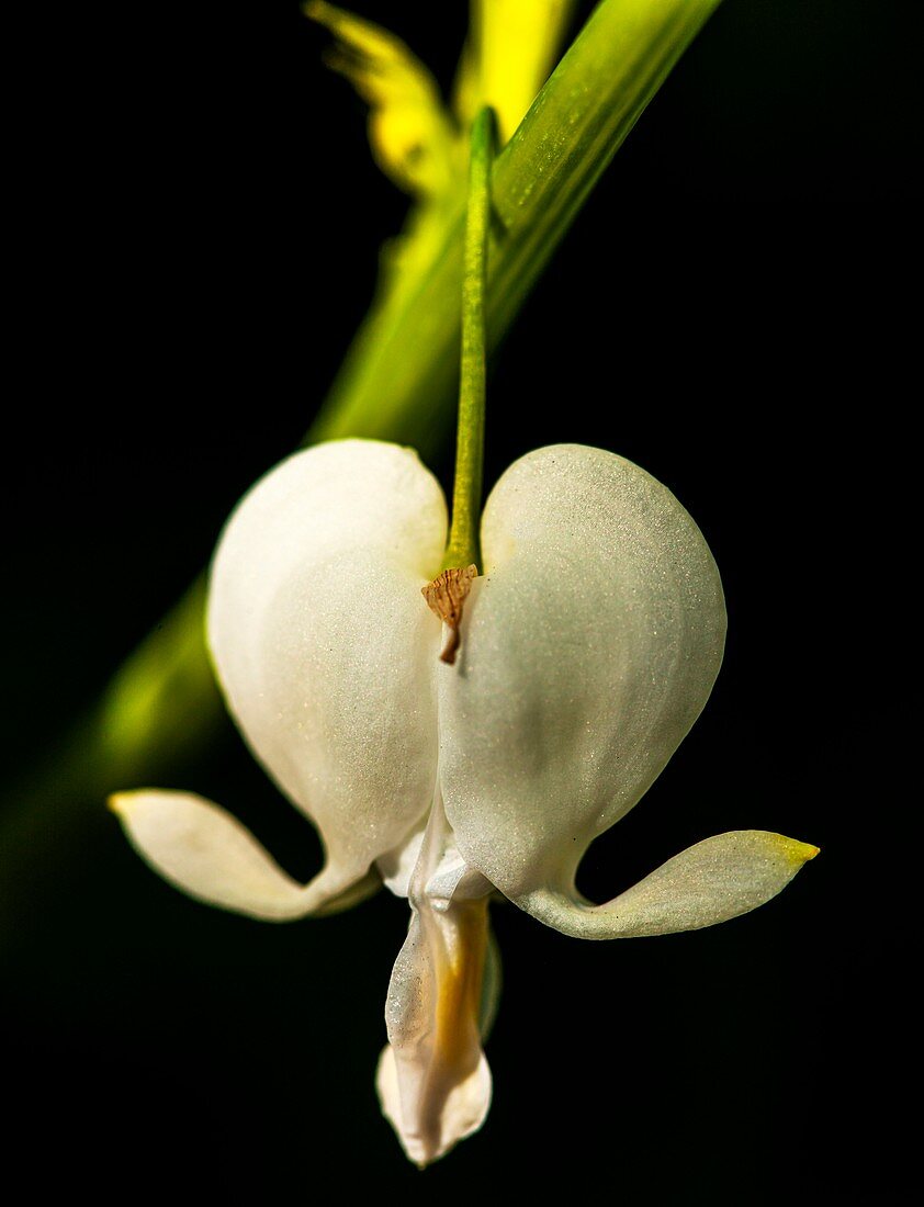 Bleeding heart (Lamprocapnos spectabilis 'Alba') flower