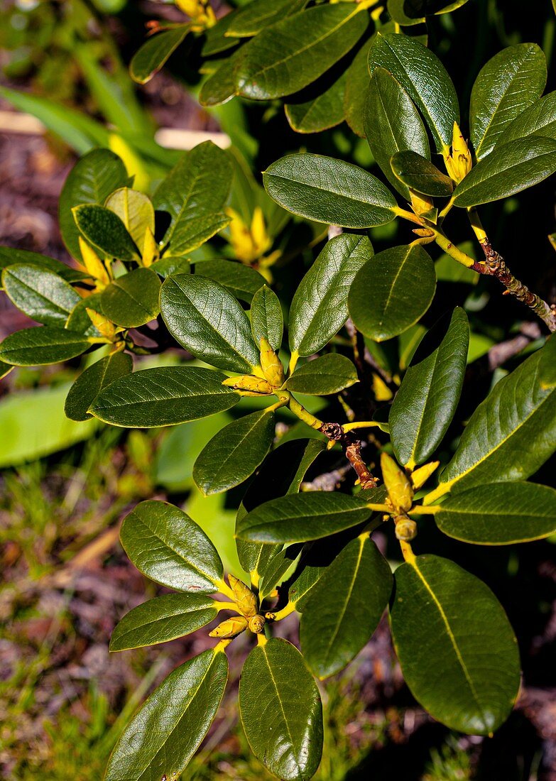 Rhododendron catawbiense 'Chionoides' foliage