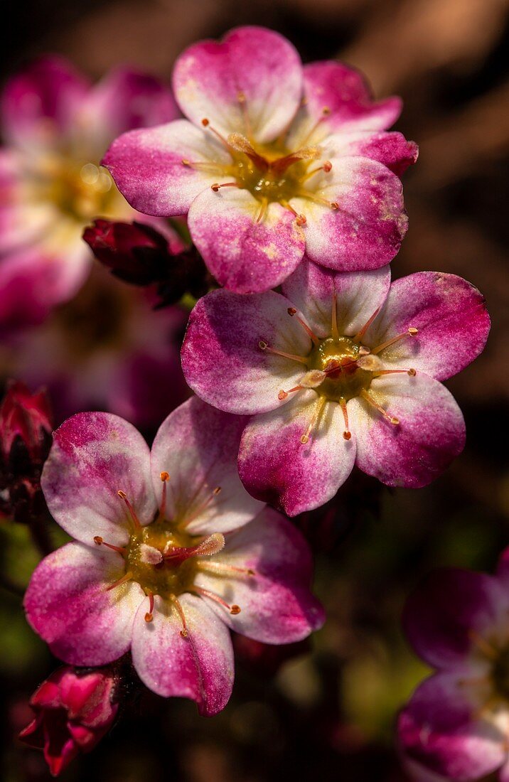 Saxifrage (Saxifraga arendsii 'Highlander Pink') flowers