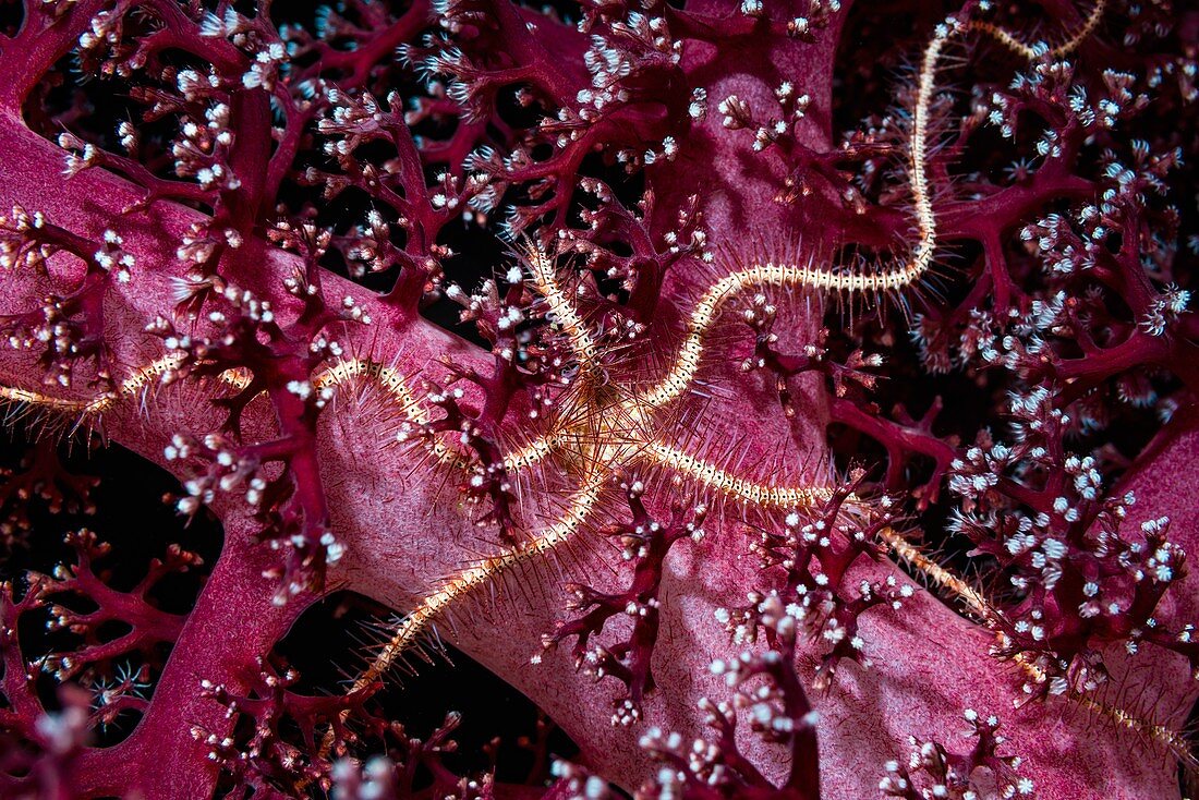 Dark red spined brittle star