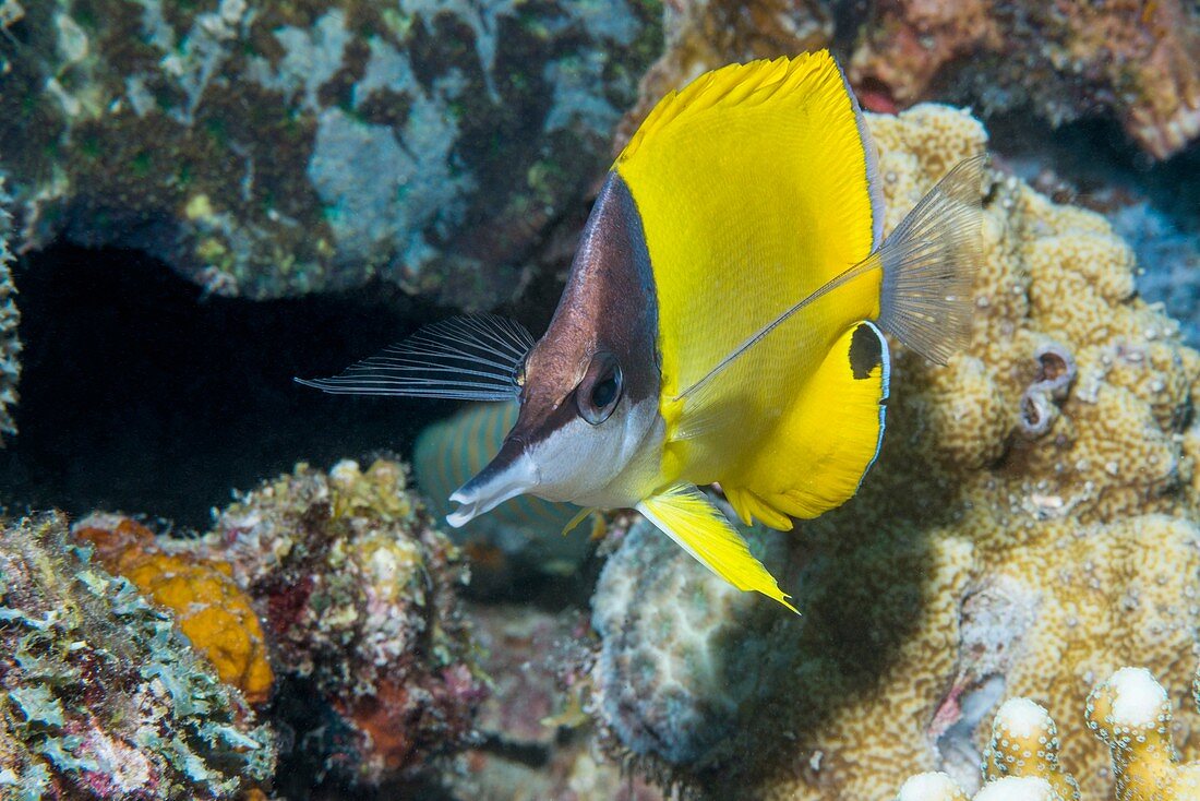 Long-nosed butterflyfish