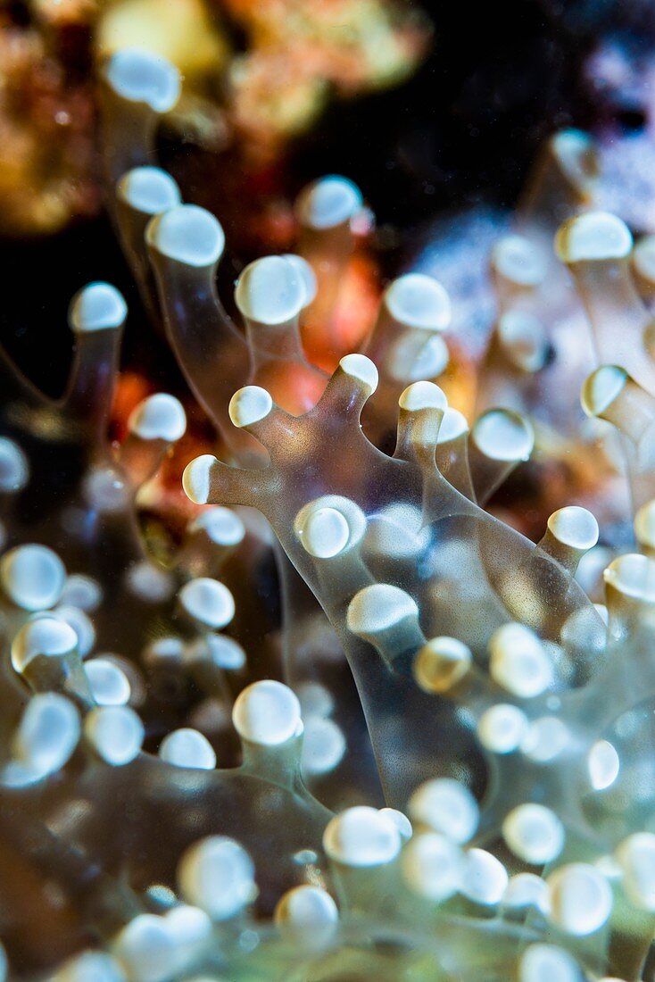 Frogspawn coral