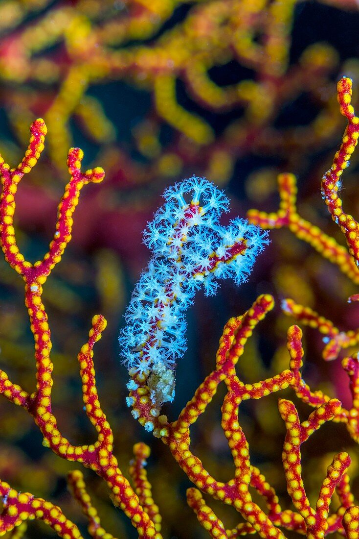 Gorgonian sea fan