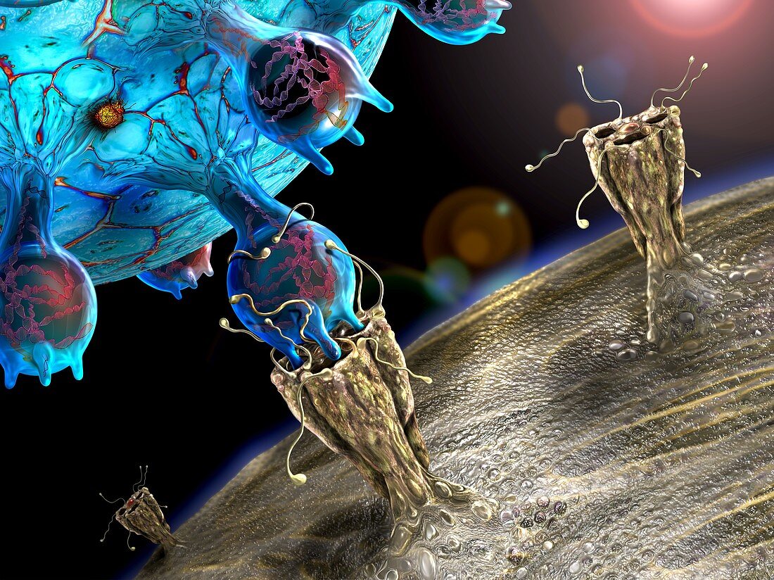 Coronavirus infecting human cell, illustration