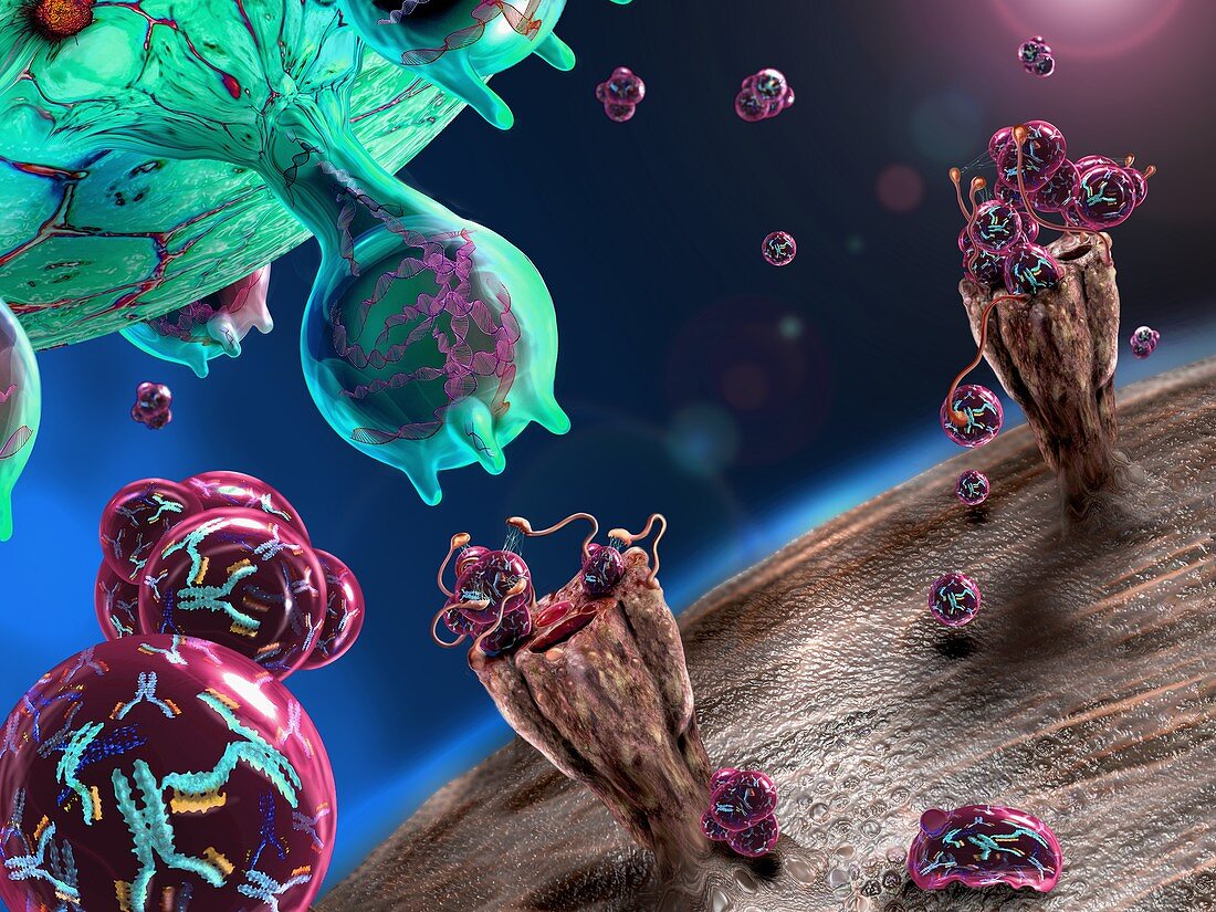 Antibody coronavirus treatment, illustration