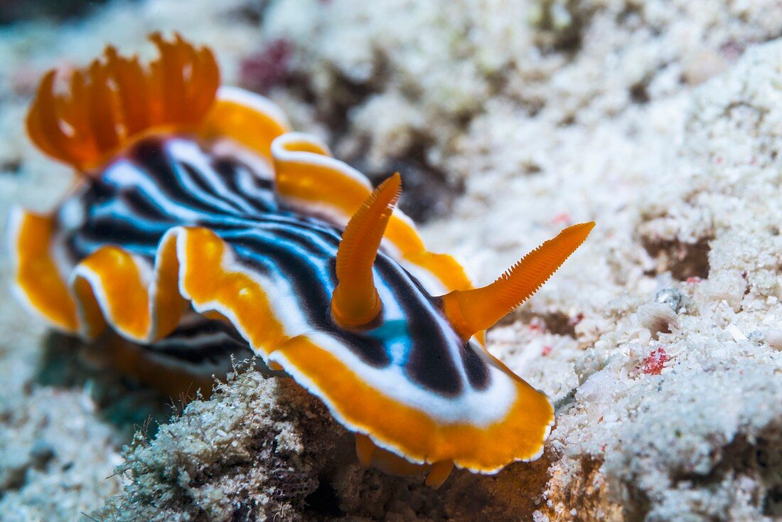Magnificent nudibranch