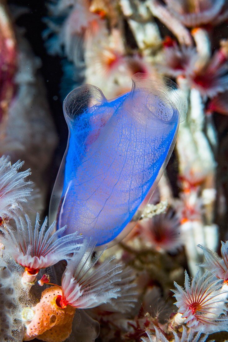 Blue club sea squirt