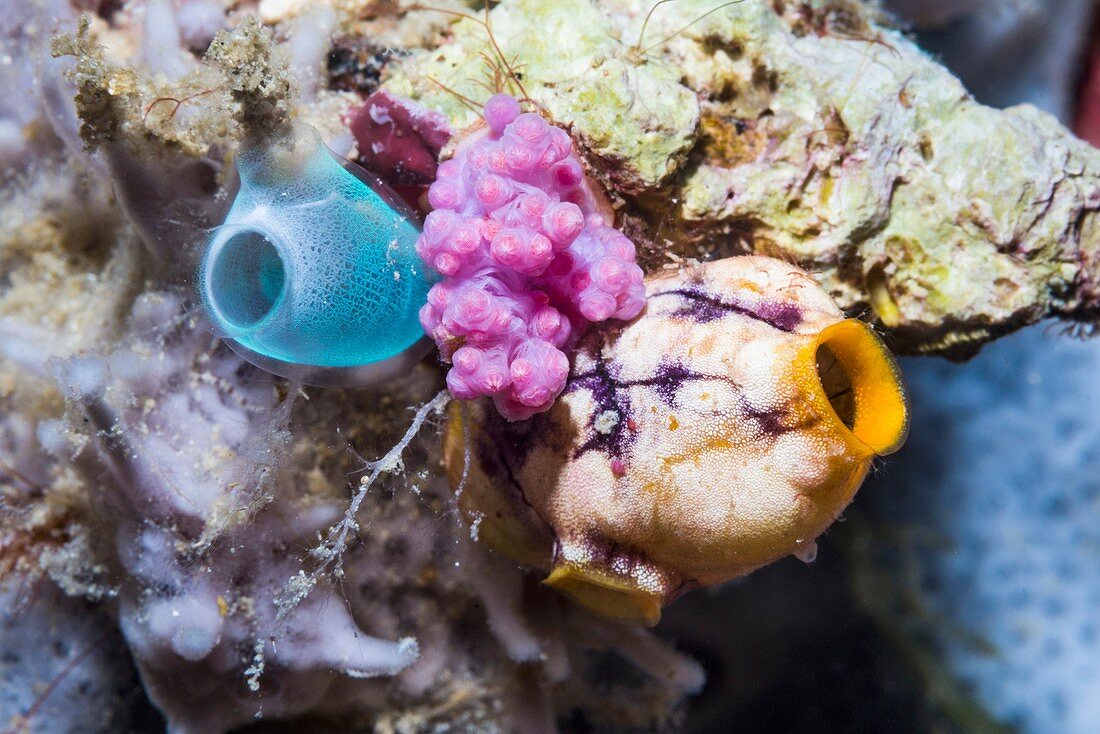 Sea squirts