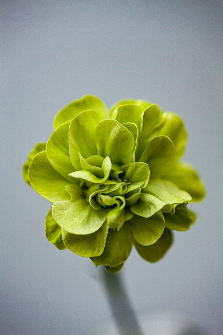 Greenhouse carnation (Dianthus 'Eaton') flower