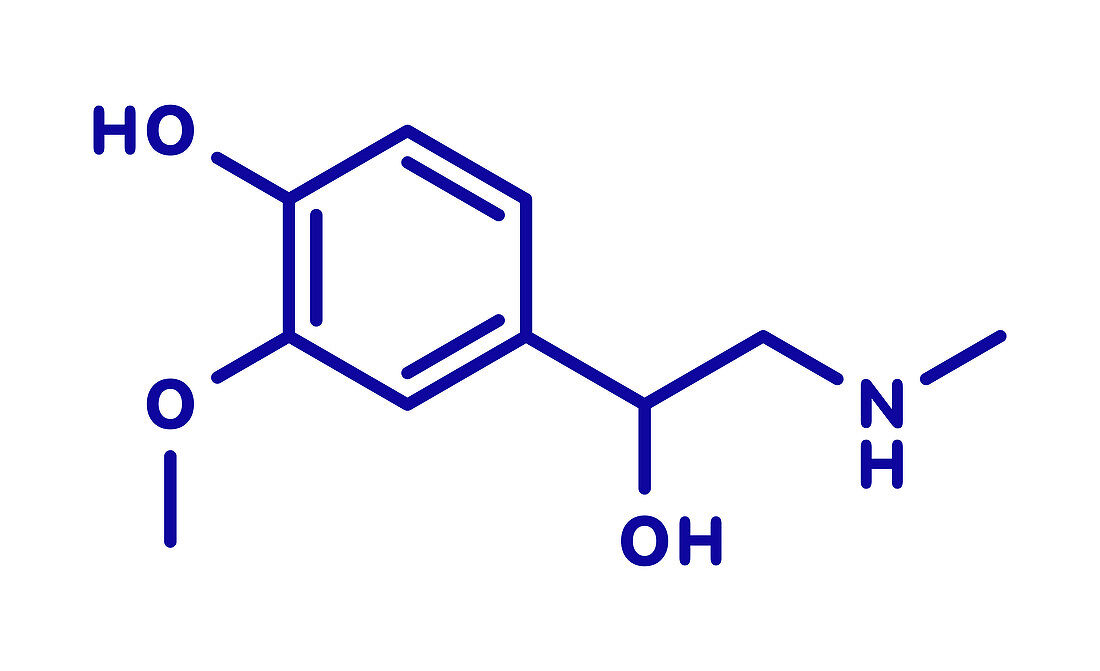 Metanephrine molecule, illustration