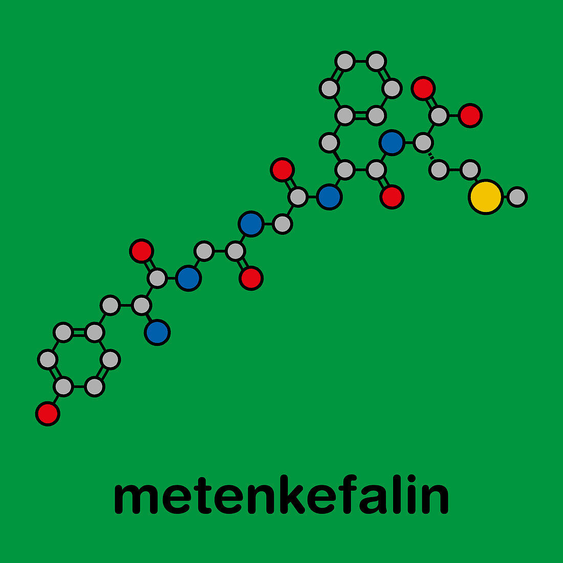 Met-enkephalin endogenous opioid peptide molecule