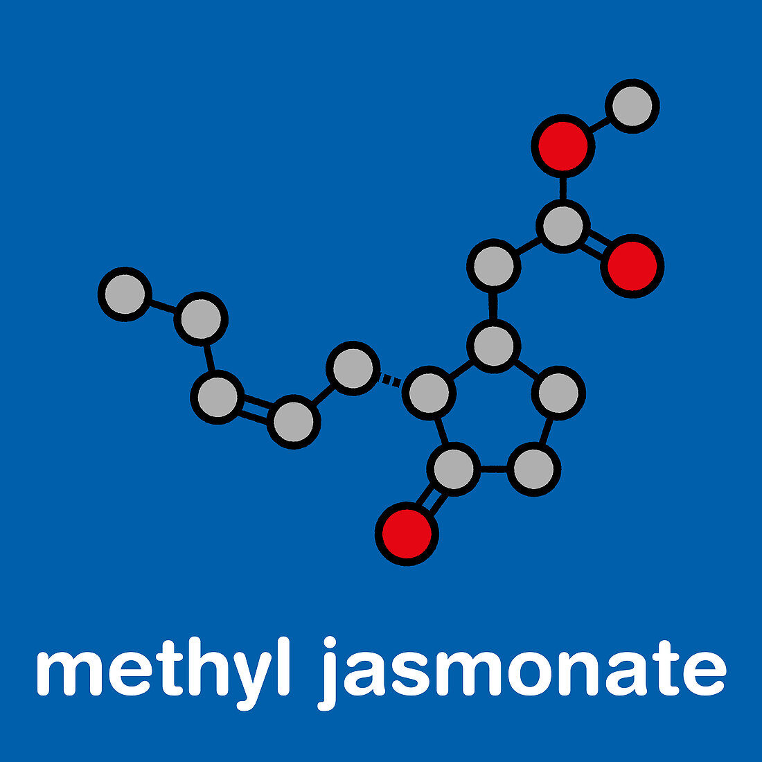 Methyl jasmonate plant stress signal molecule, illustration