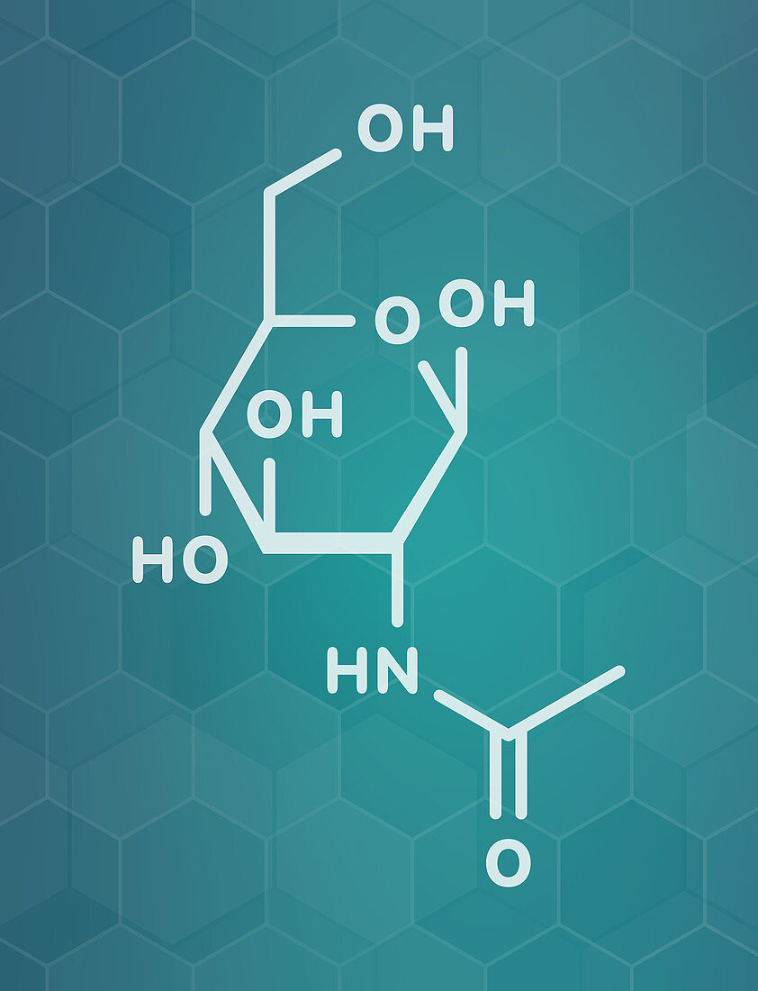 N-Acetylglucosamine food supplement molecule, illustration