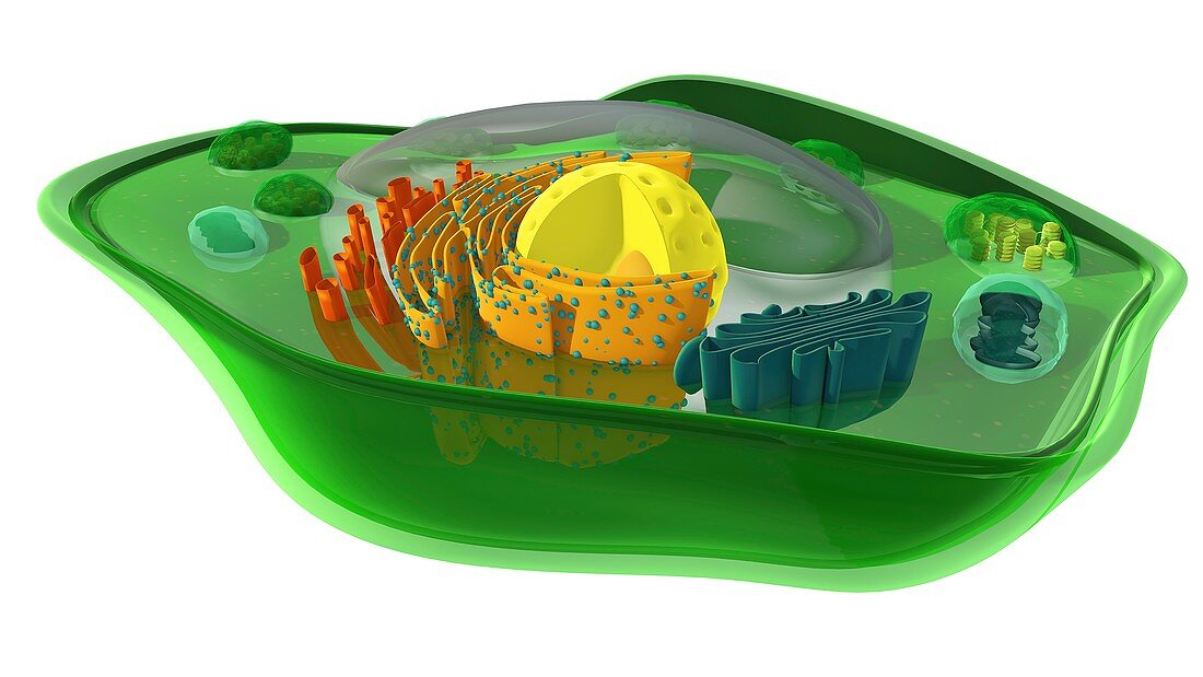 Internal structure of a plant cell, 3D illustration