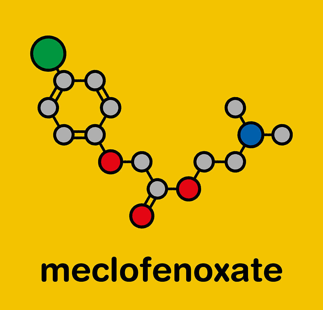 Meclofenoxate nootropic molecule, illustration